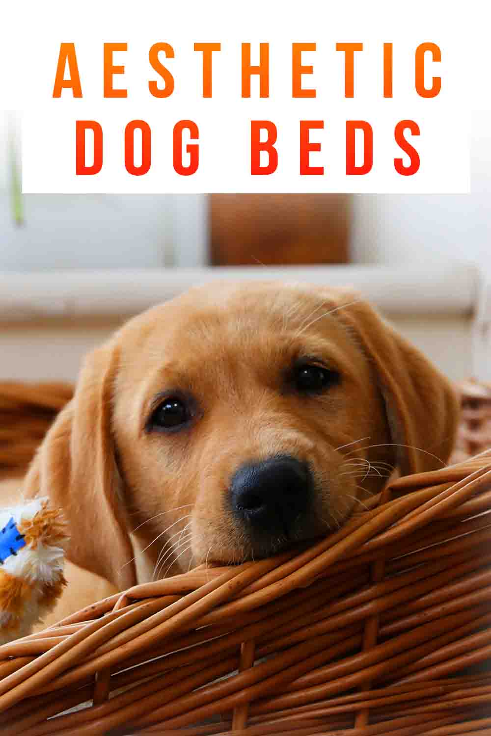 Aesthetic Dog Beds Beautiful Beds That Don't Sacrifice Practicality