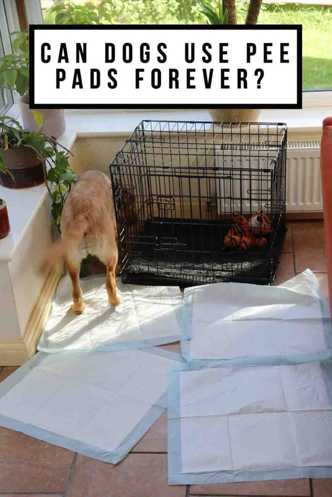 Puppy pads in crate hot sale