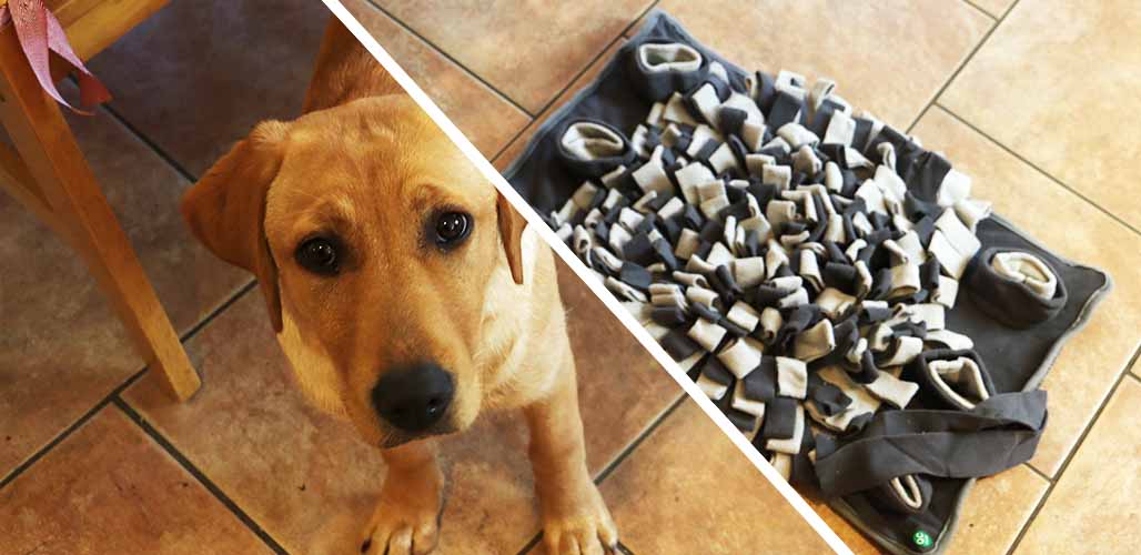 The Best Digging Toys For Dogs