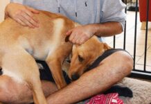 do dogs like hugs