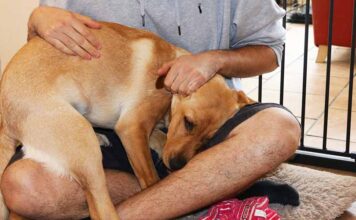 do dogs like hugs