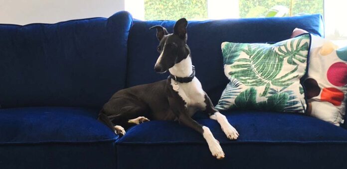 how to get dog smell out of couch