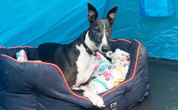 outdoor canopy bed for dogs