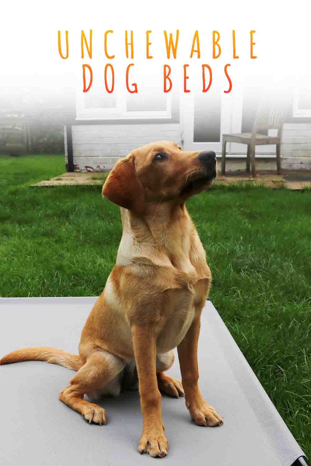 Unchewable Dog Beds 8 Indestructible Options, And