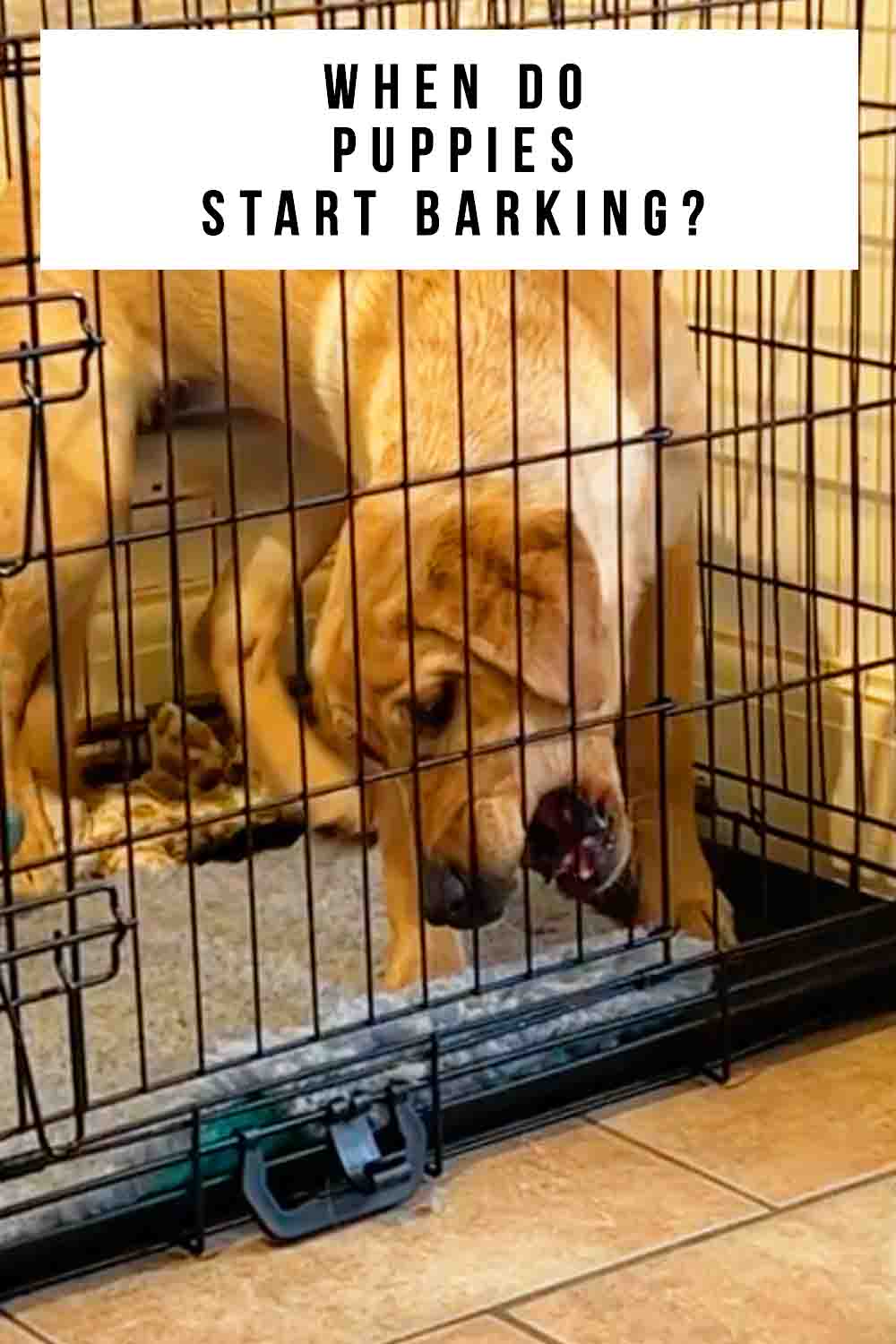 When Do Puppies Begin Barking?