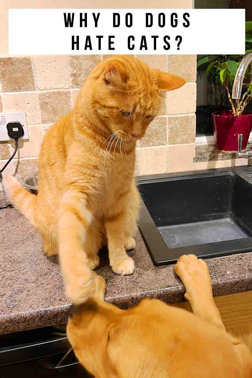 Why Do Dogs Hate Cats? Myths Busted And Behavior Explained!