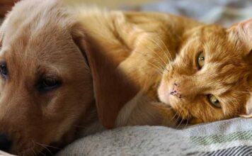 why do dogs hate cats