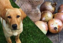 will a small amount of onion hurt my dog