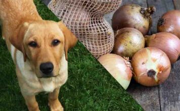 will a small amount of onion hurt my dog
