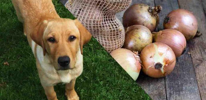 will a small amount of onion hurt my dog