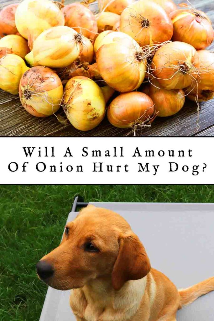 will a small amount of onion hurt my dog