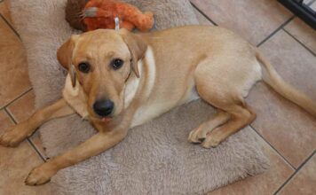 5 month old puppy lies on her bed
