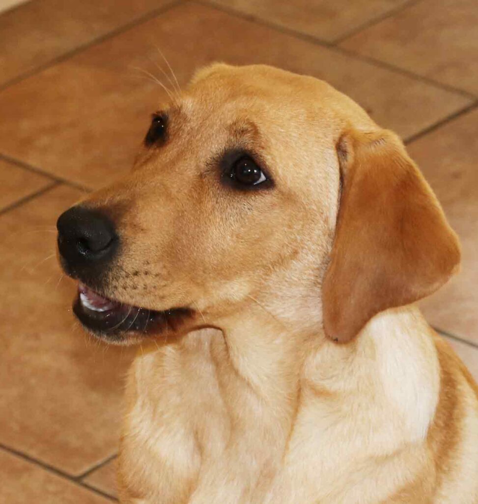 Yellow lab 5 deals months old