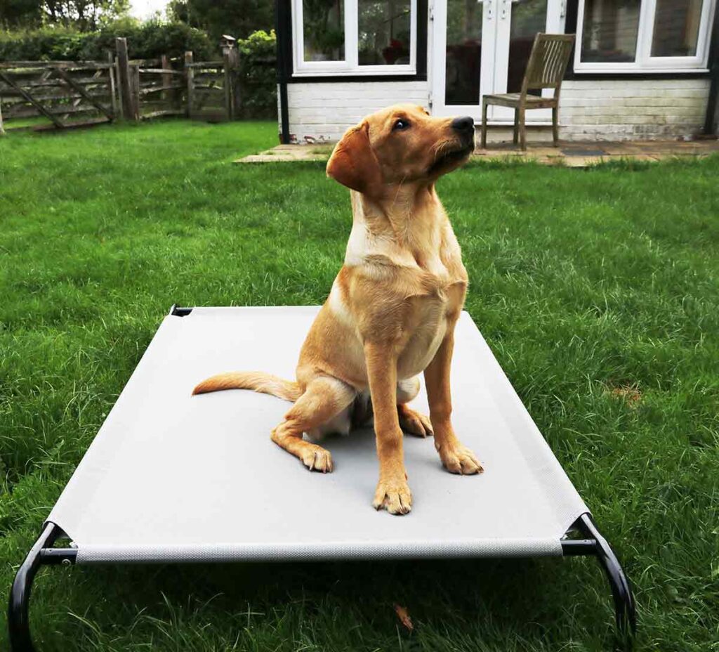 5 month old lab puppy sitting on a bed