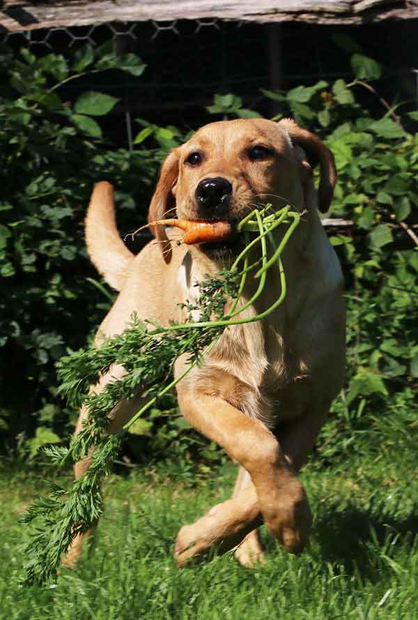 5 month old puppy with carrot