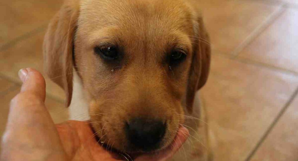 Our yellow Lab Bonnie at 10 weeks old