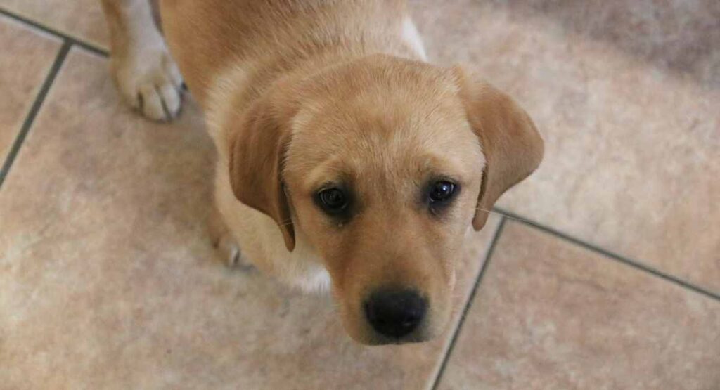 Our fox red Labrador puppies are the cutest!