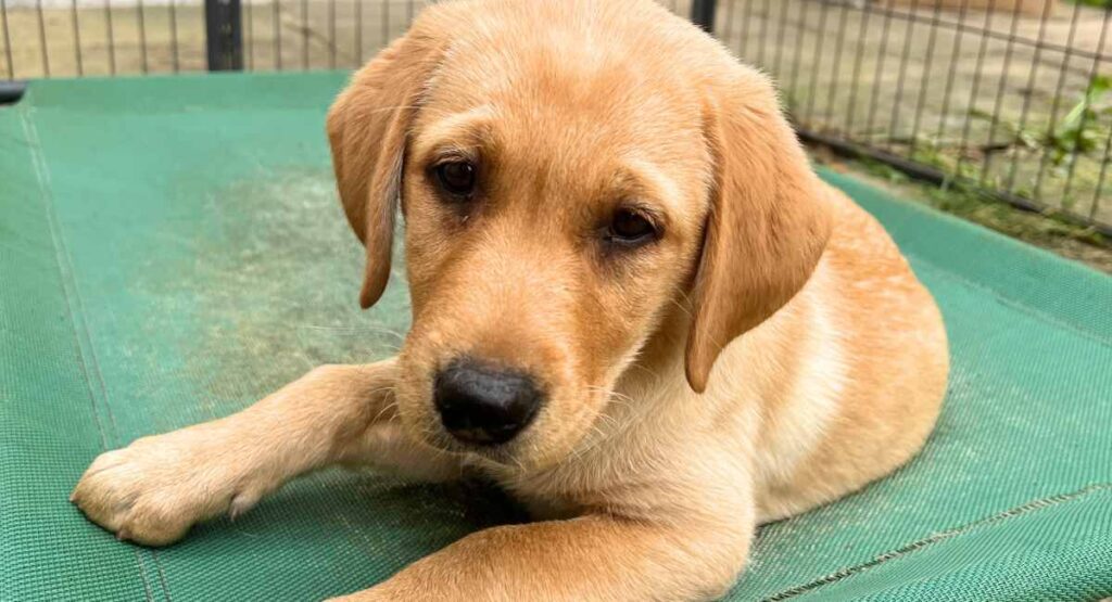 American Lab Bonnie also has some English Lab heritage