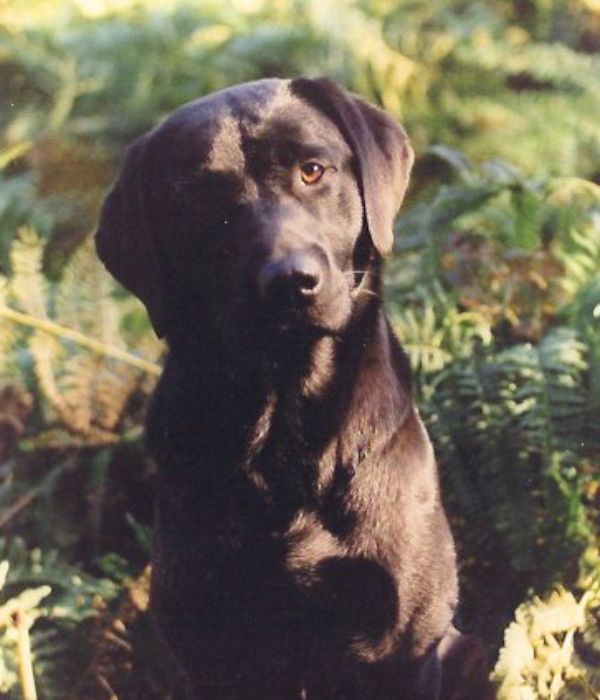 Our black Lab, Teddy