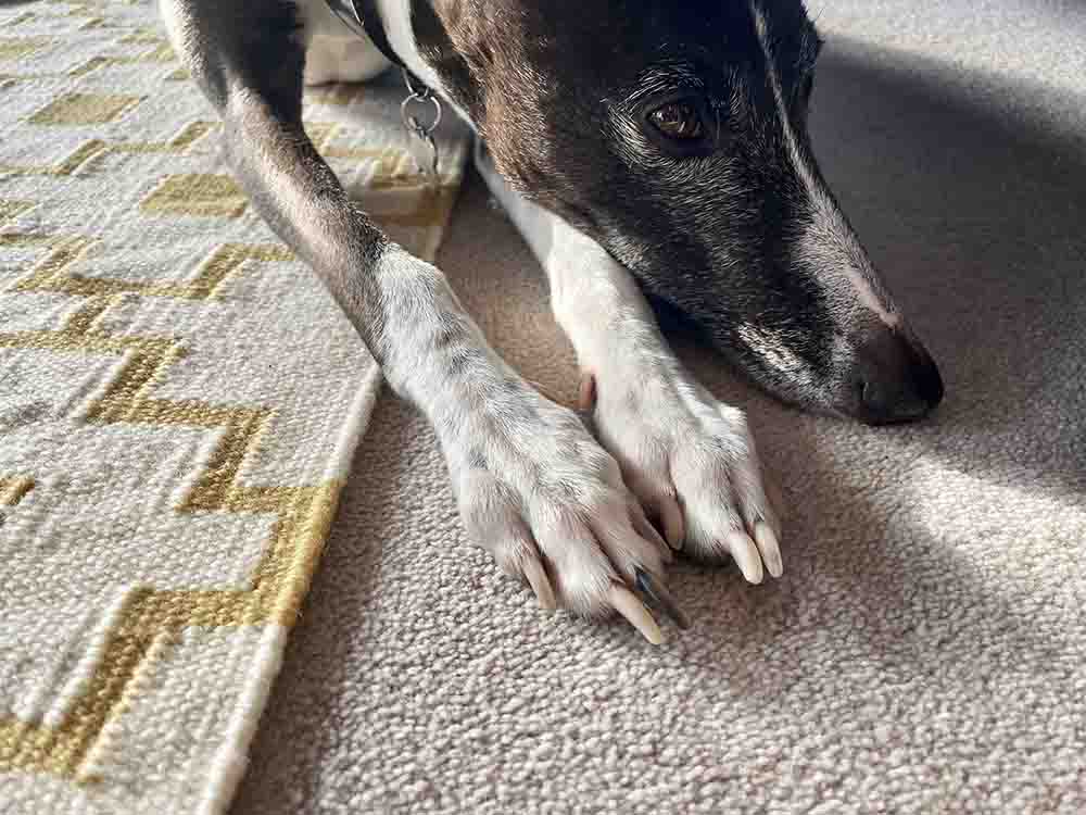 black nails on a dog