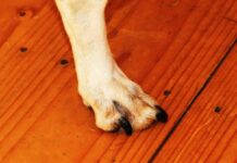 black nails on a dog