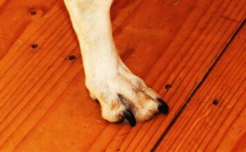 black nails on a dog