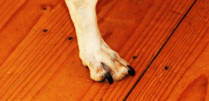 black nails on a dog