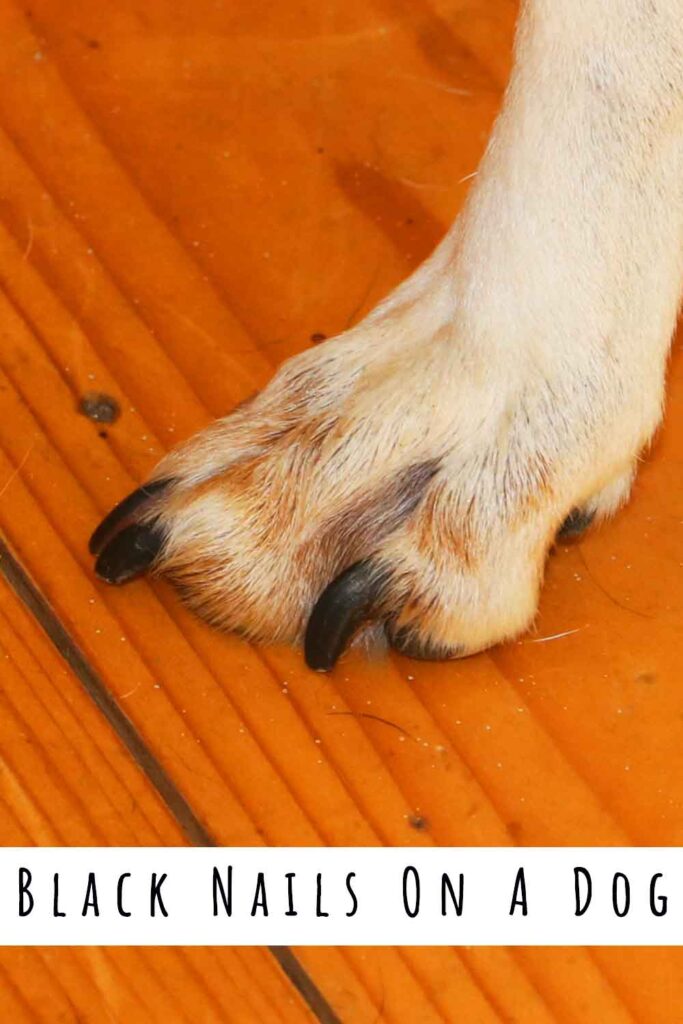 black nails on a dog