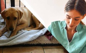 dog rash on groin