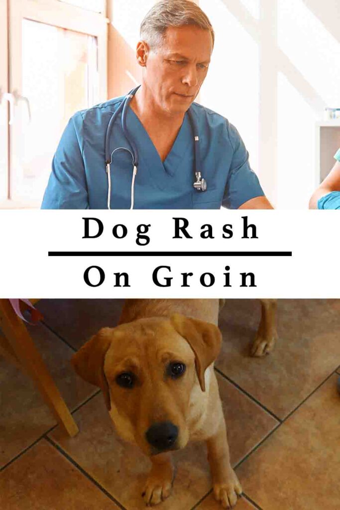 dog rash on groin