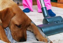 how to get dog hair out of carpet