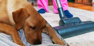 how to get dog hair out of carpet