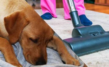 how to get dog hair out of carpet