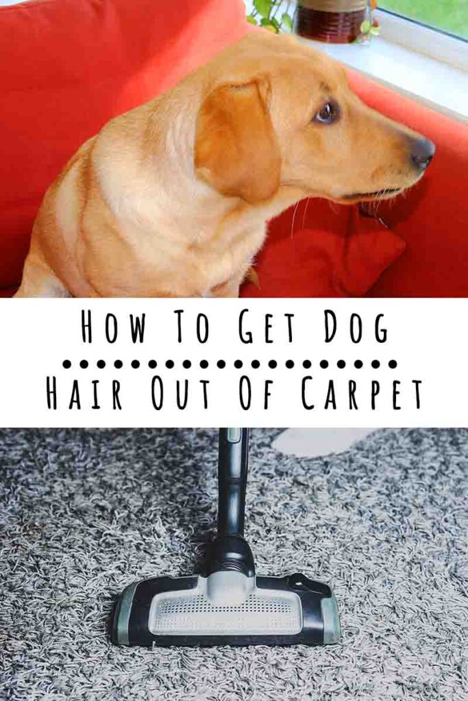 how to get dog hair out of carpet