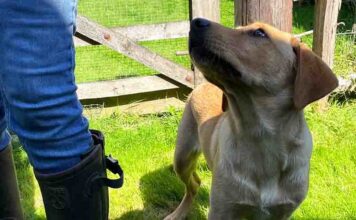 lima dog training