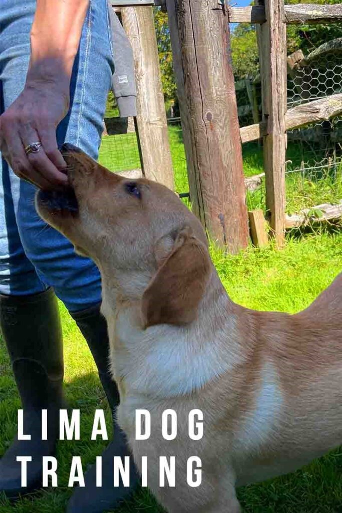 lima dog training