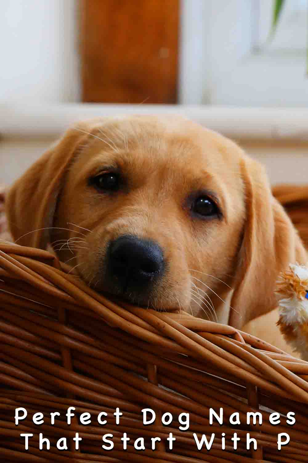 Dog Names That Start With P Over 200 Creative, Unique Ideas