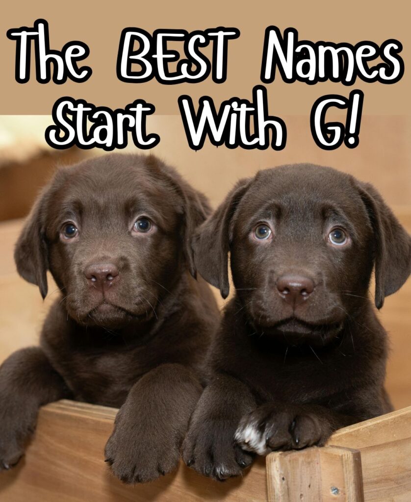 dog names that start with g
