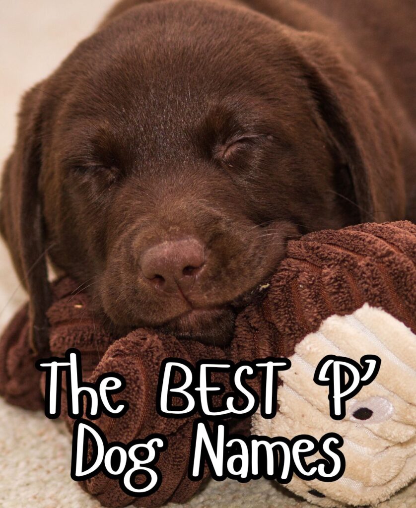 dog names that start with p
