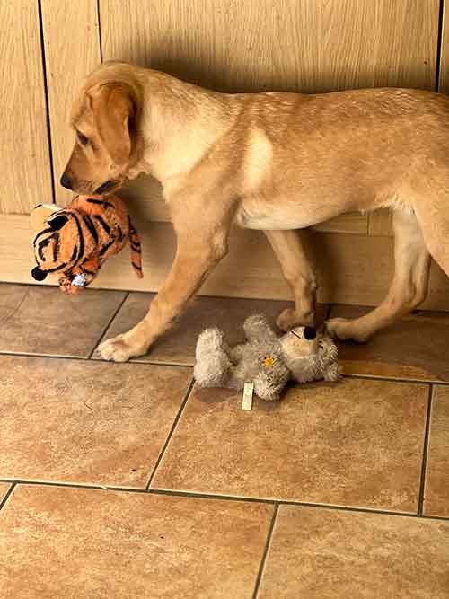 labardor puppy with toys