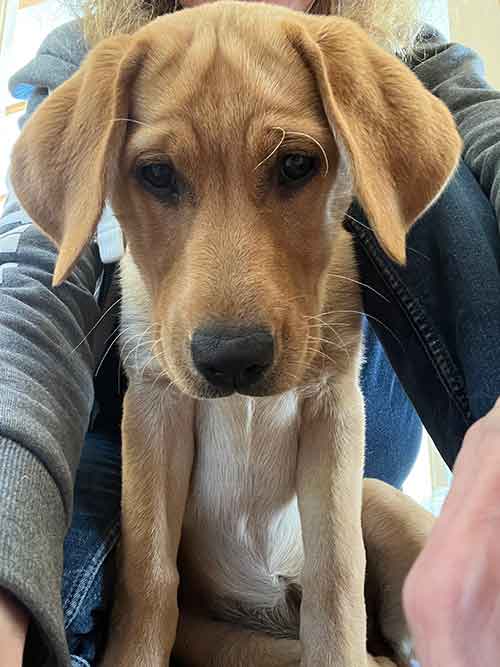 four month old labrador puppy with kind expression and big ears