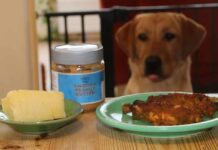 labrador looks longingly at food on the table