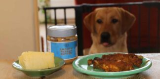 labrador looks longingly at food on the table