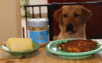 labrador looks longingly at food on the table