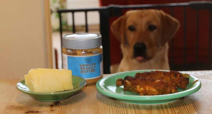 labrador looks longingly at food on the table