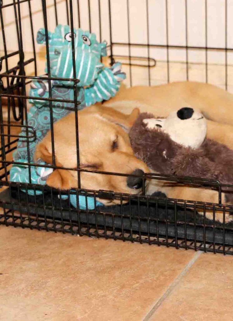 How Long Can A Dog Stay In A Crate?
