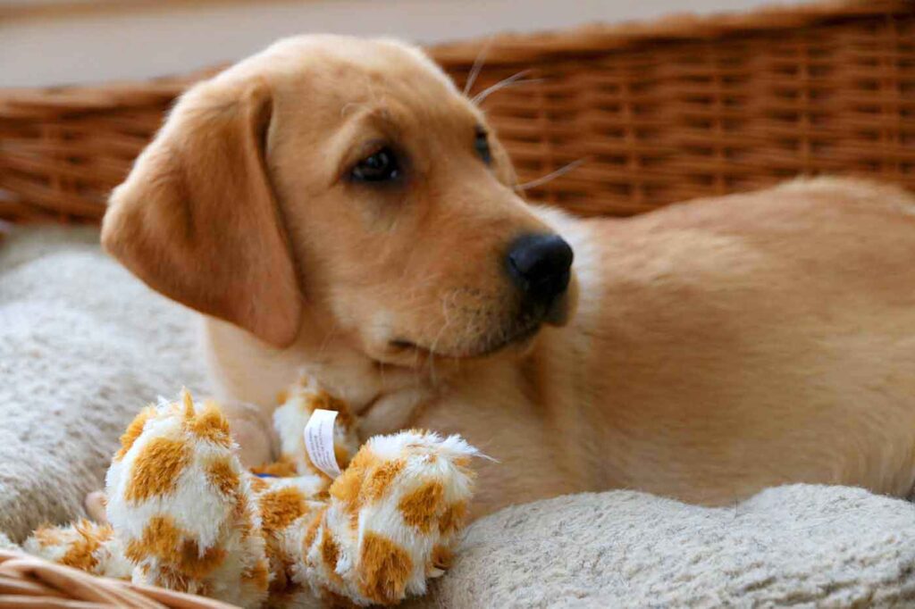 How To Stop A Dog From Chewing An Owner s Survival Guide