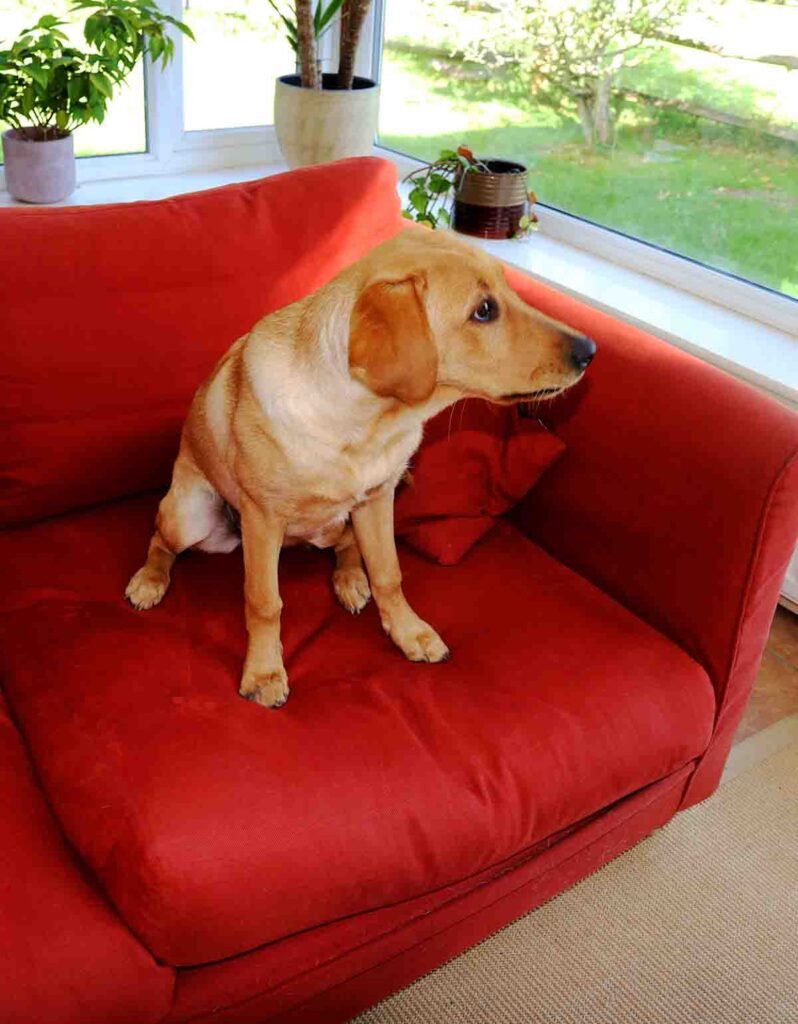 Bonnie the yellow Labrador retriver sitting on a couch.