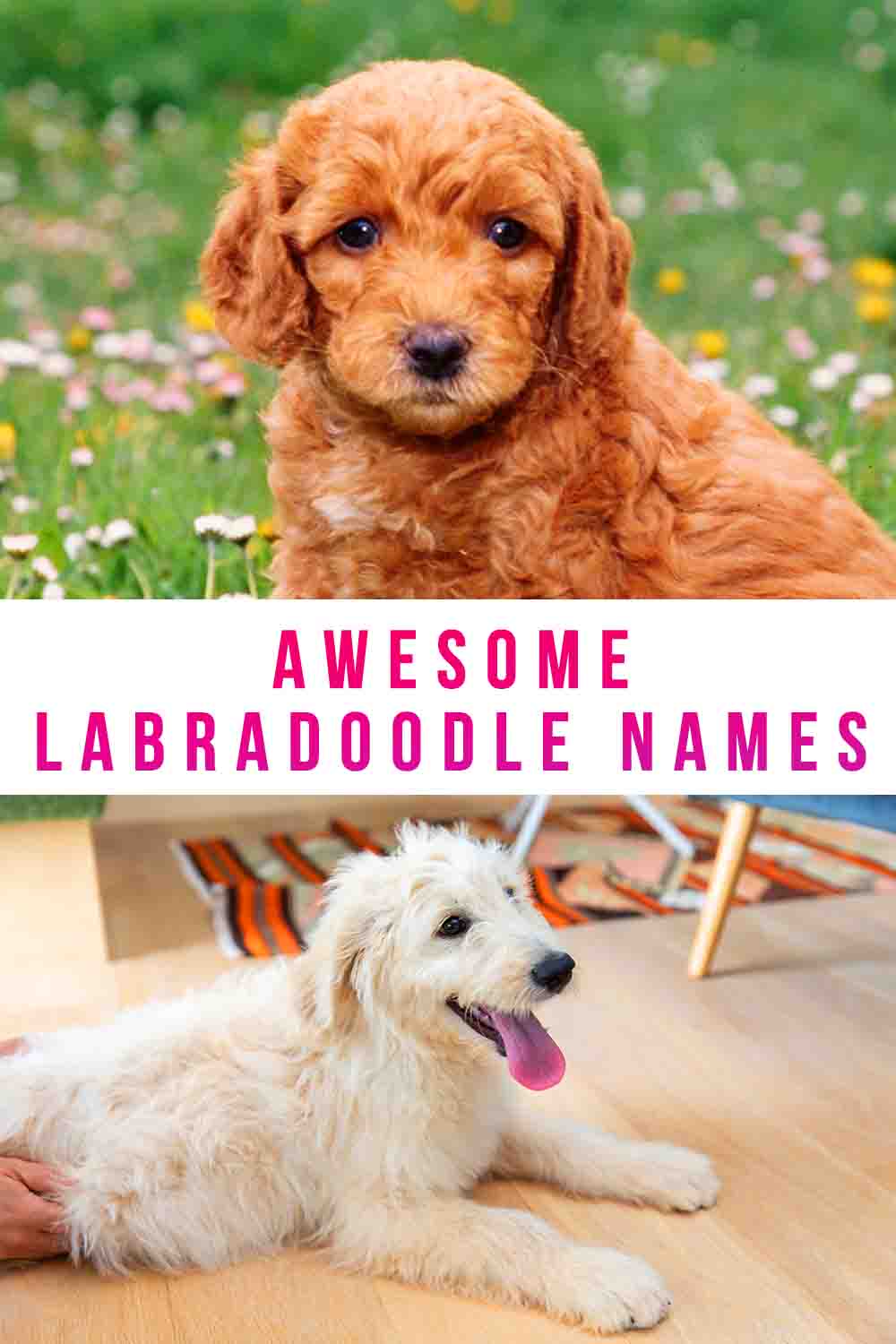 Labradoodle Names 250 Adorable Ideas For Naming Your Puppy