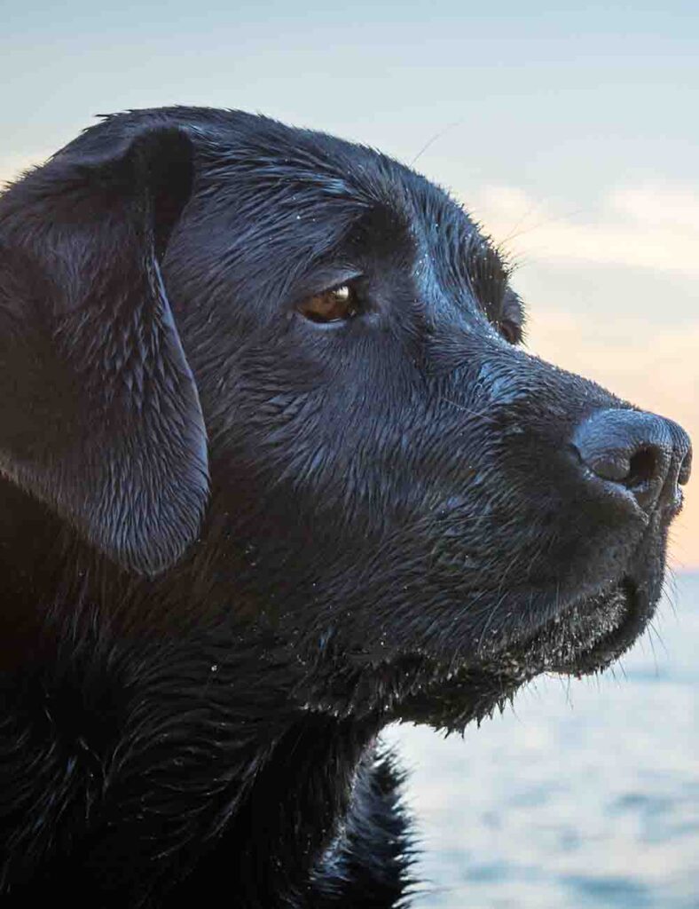 Big Black Dog Names - Great name ideas for you large black dog.